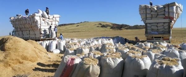 Samanın fiyatı, geçen yıla oranla yüzde 100 arttı