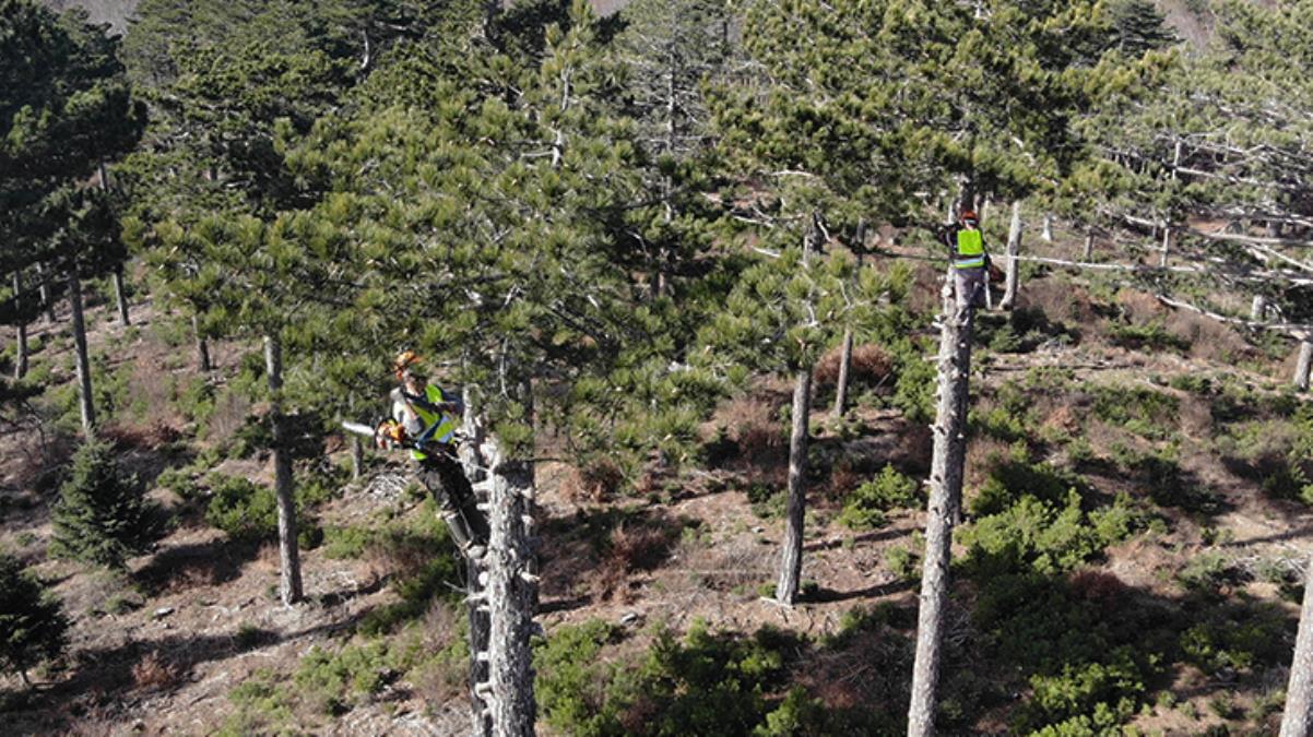 40 metrelik ağaçlara tırmanarak budama yapan ‘sincap adamlar’ aylık 15 bin lira kazanıyor