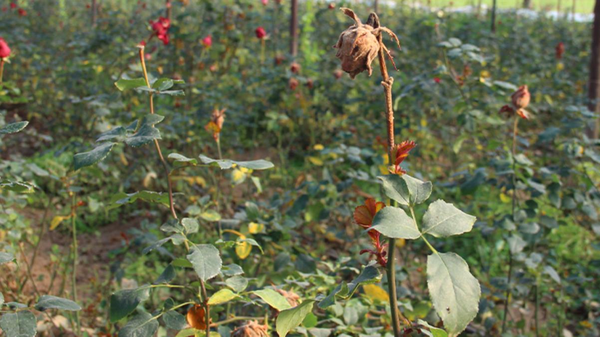 Selin vurduğu ’14 Şubat güllerine’ yapışan balçık, üreticileri büyük zarara uğrattı