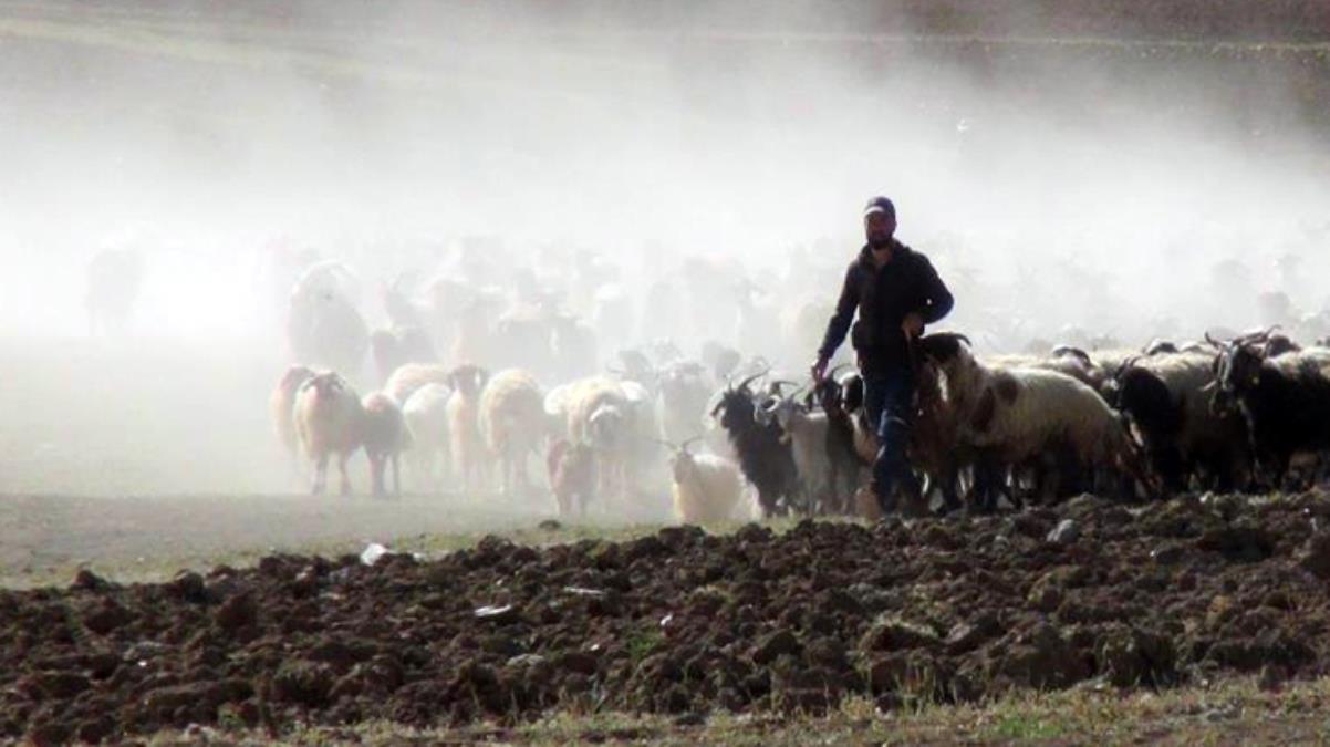 30 koyunla başladı, şimdi 300 koyunu var! Devlet desteğiyle çiftlik kurdu