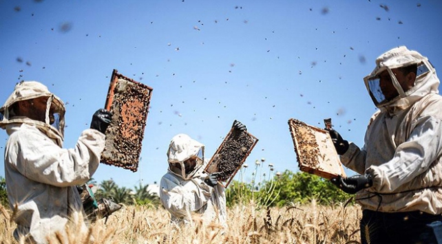 Yağışlar bal üreticisini sevindirdi